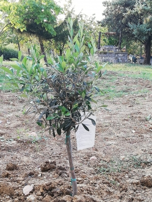 Piantumazione di un olivo nella giornata di ritiro Laudato sì