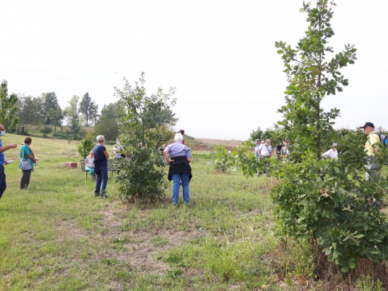 Le querce seminate dalle ghiandaie
